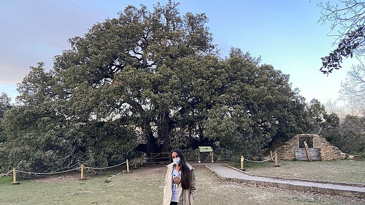 Aquí la Tierra - Visitamos la carrasca milenaria, árbol Europeo de 2021