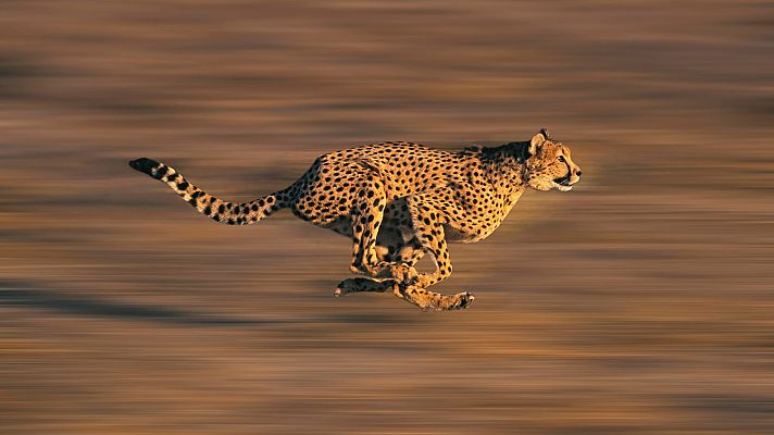 Somos Documentales - El guepardo. La carrera por el trono