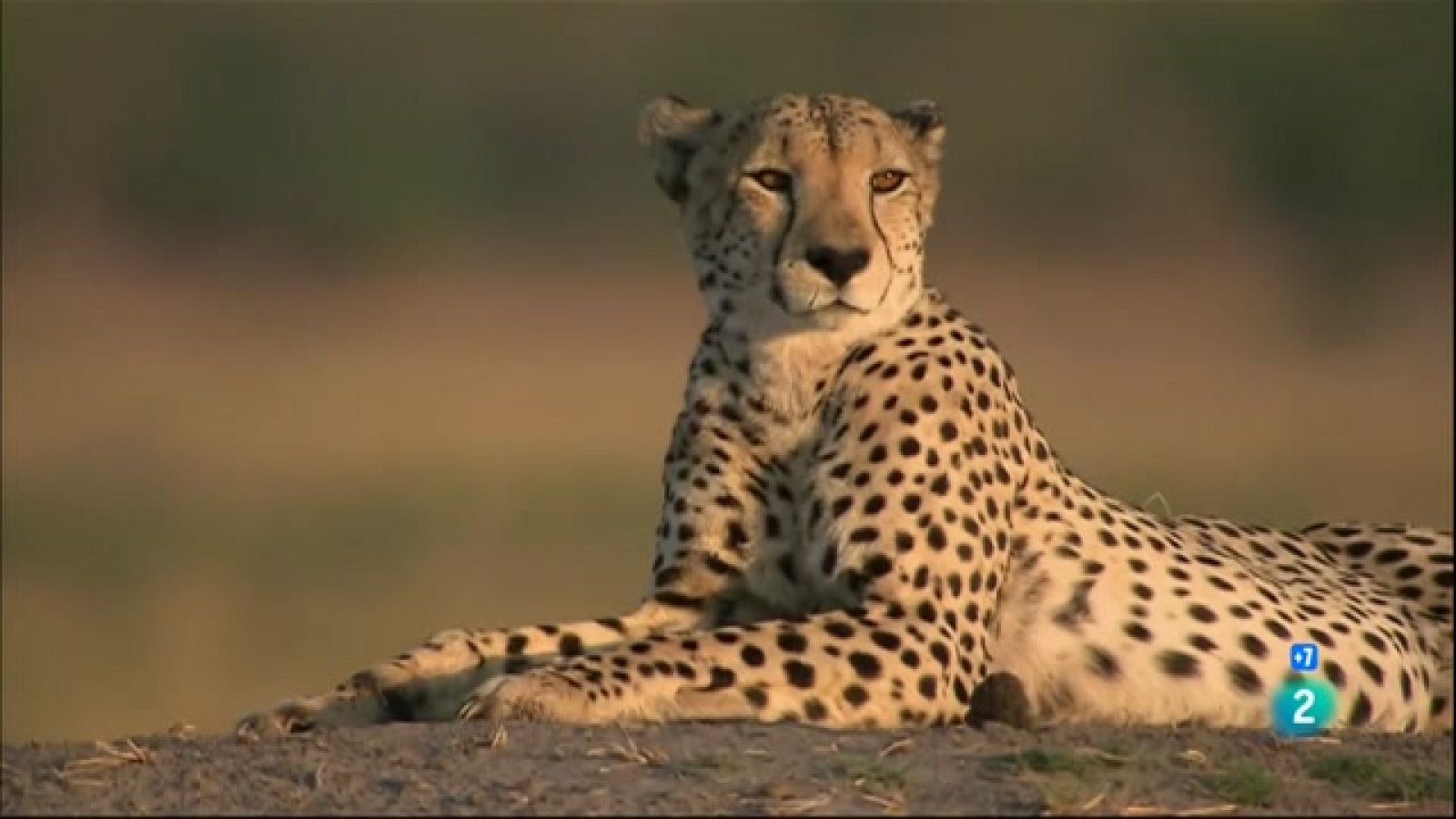 Grans Documentals - El guepard. La carrera pel tron