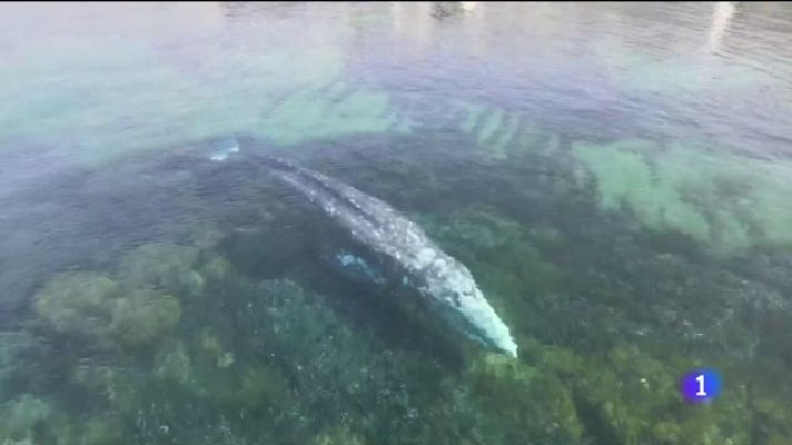 Informatiu Balear - Informatiu Balear en 2' - 20/05/21