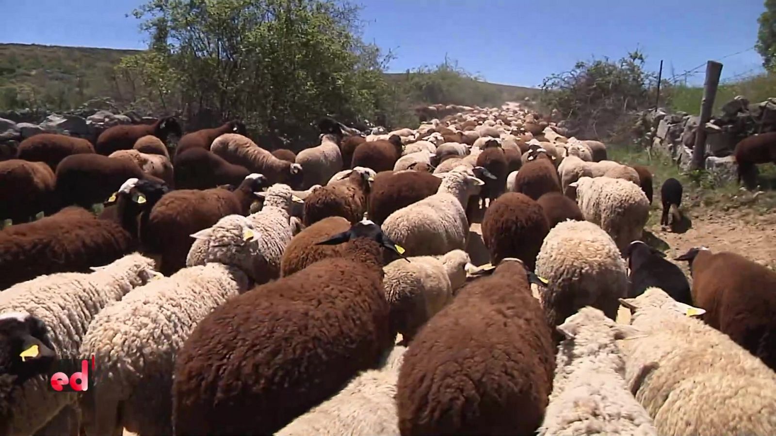 España Directo - 20/05/21 - ver ahora