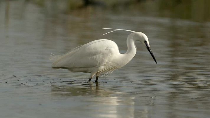 Planeta selva - Bosques de ribera, Danubio