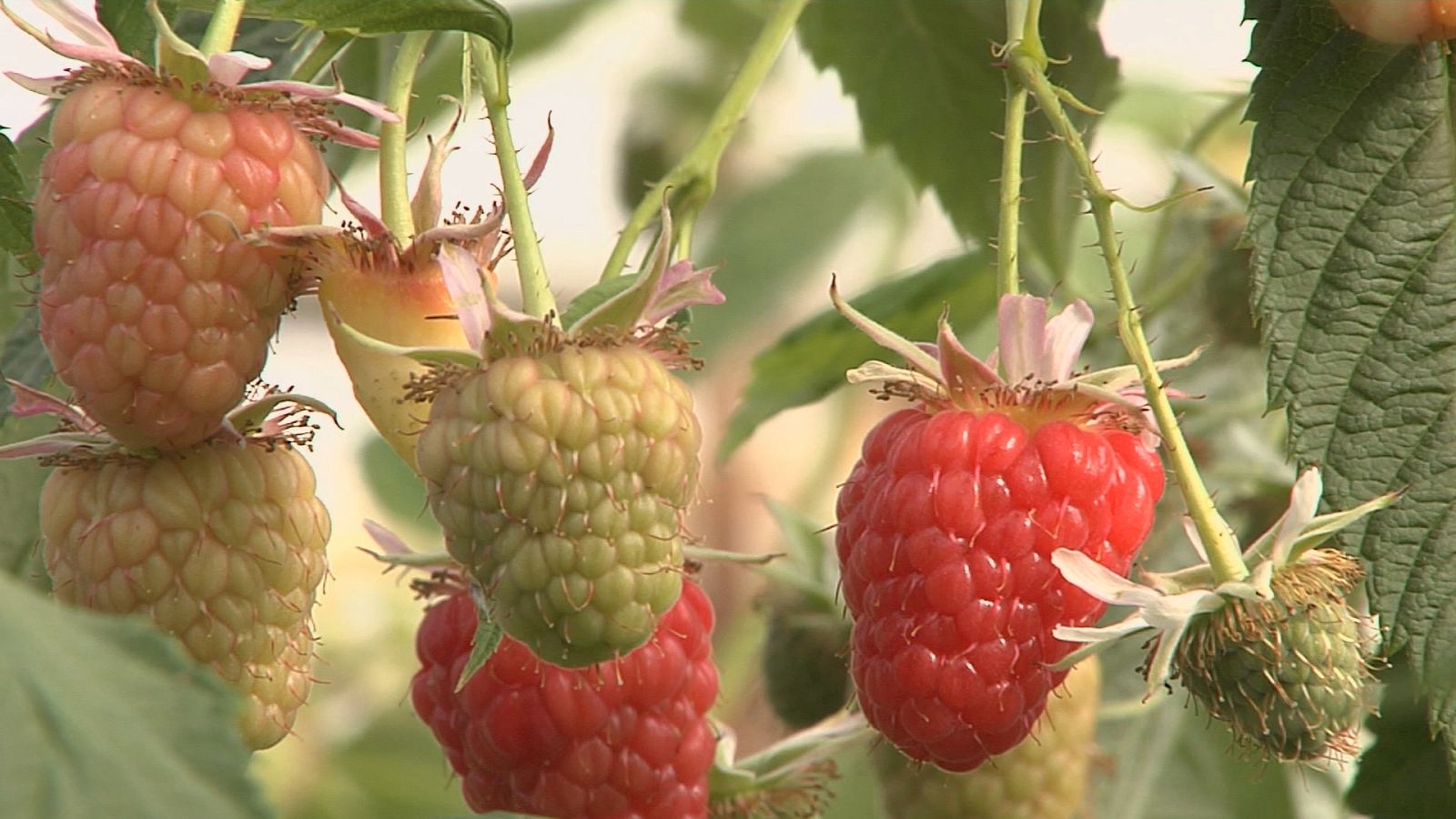 Agrosfera - 22/05/21 - ver ahora