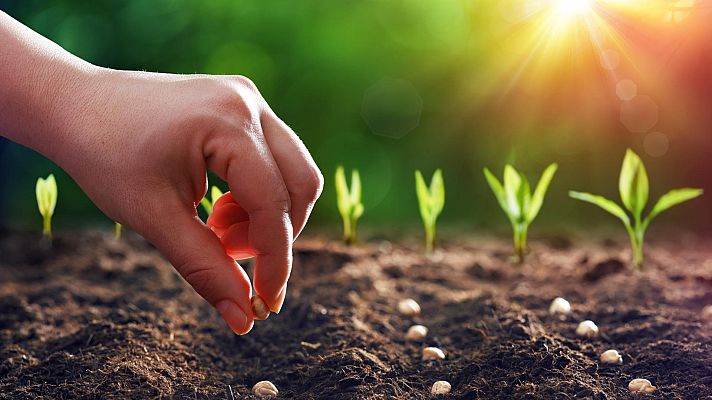 Telediario 1 - El arca de las semillas, el banco que preserva las especies vegetales de la extinción