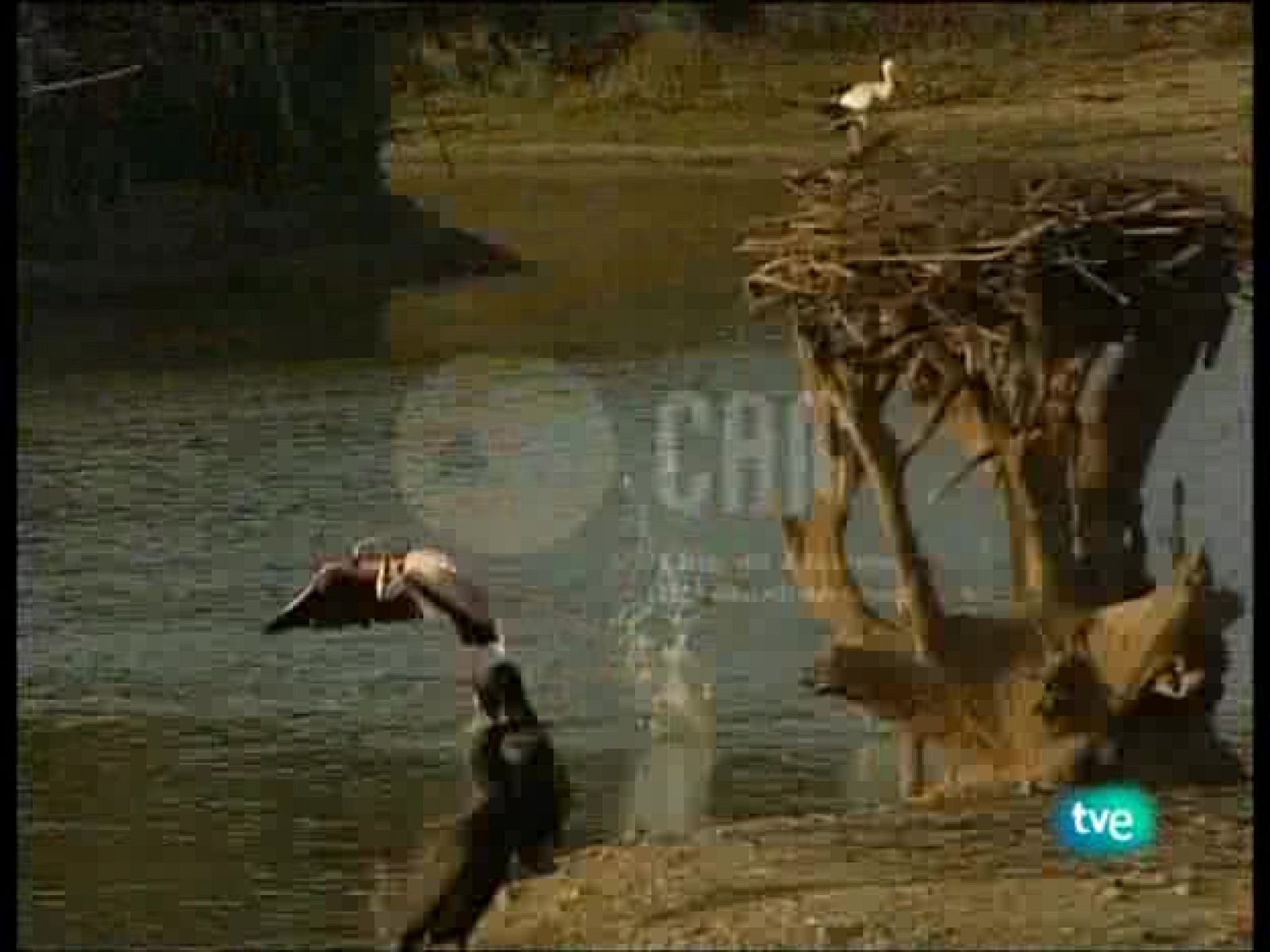 Guardianes de hábitat - El último edén - Guardianes de hábitat | Ver