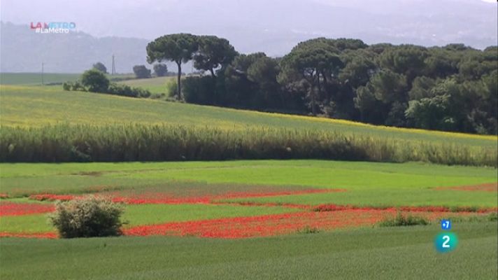 La Metro - Recuperant biodiversitat a Gallecs