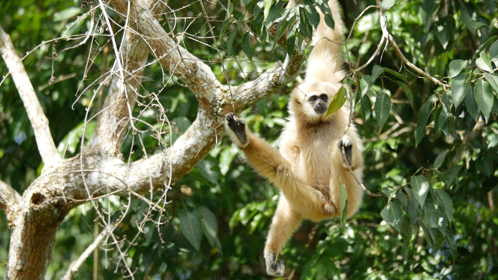 Somos documentales - Destino Myanmar - Ver ahora