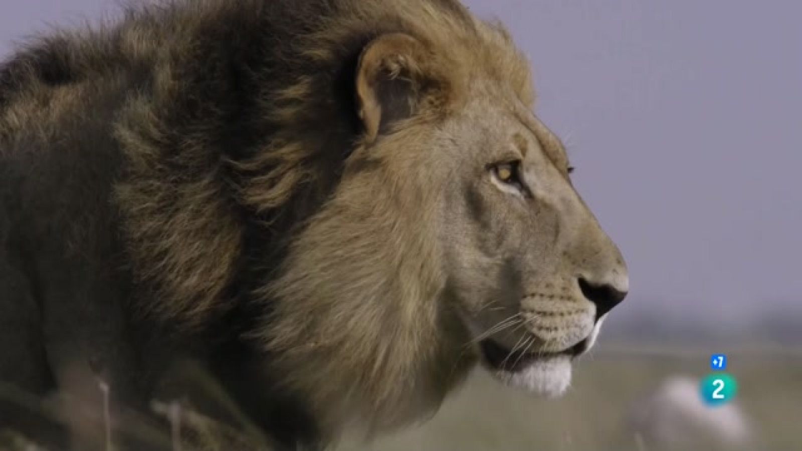 Grans Documentals - Els lleons del desert