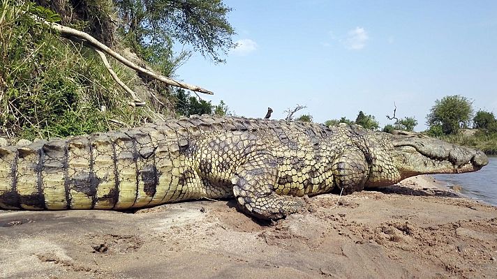 Serengueti - Episodio 3: Invasión