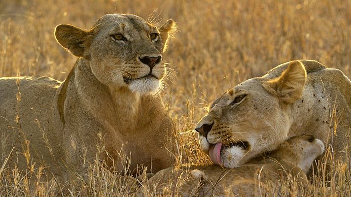 Serengueti - Conflicto