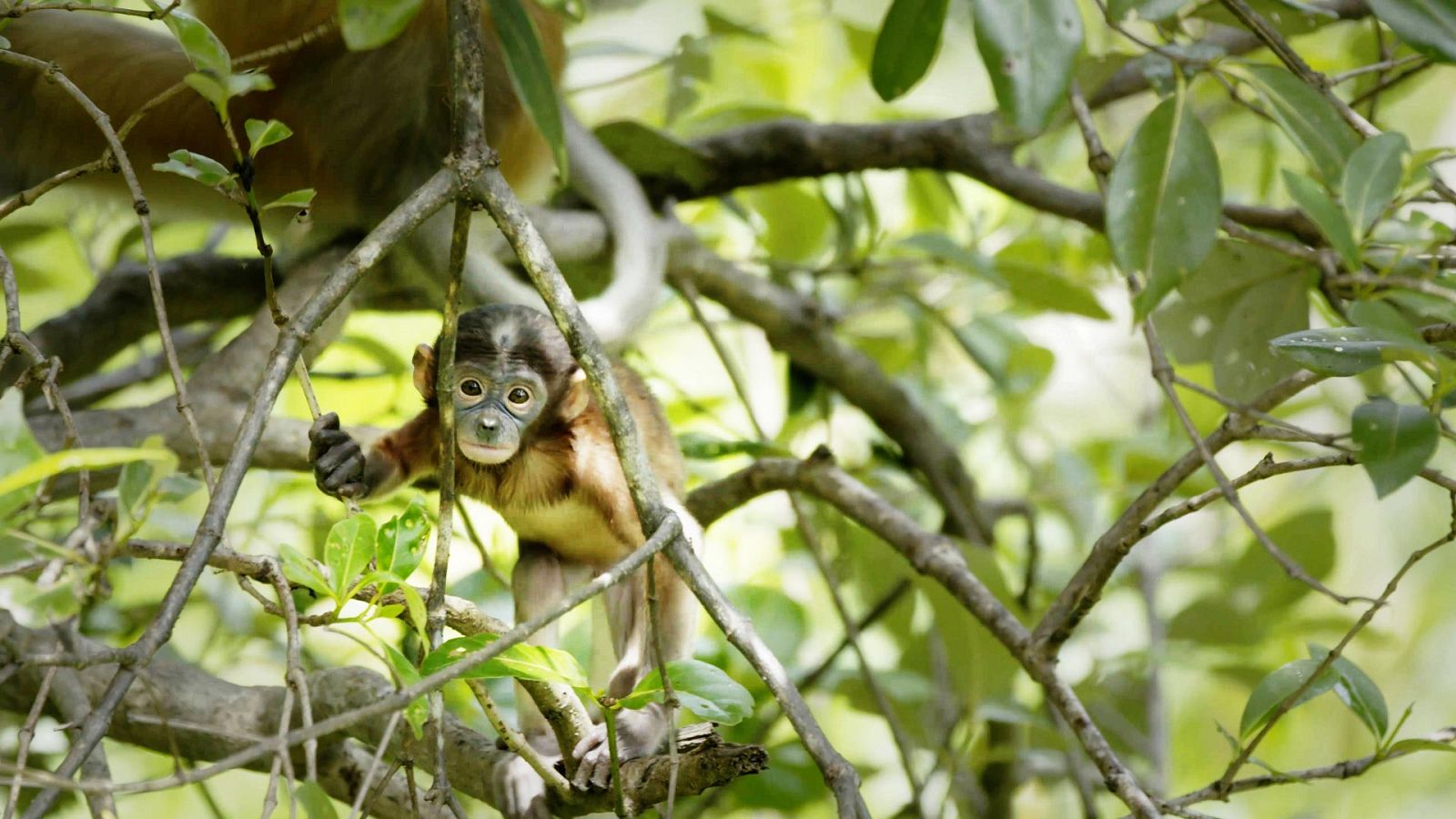 Somos documentales - Los bosques olvidados de Malasia - ver ahora