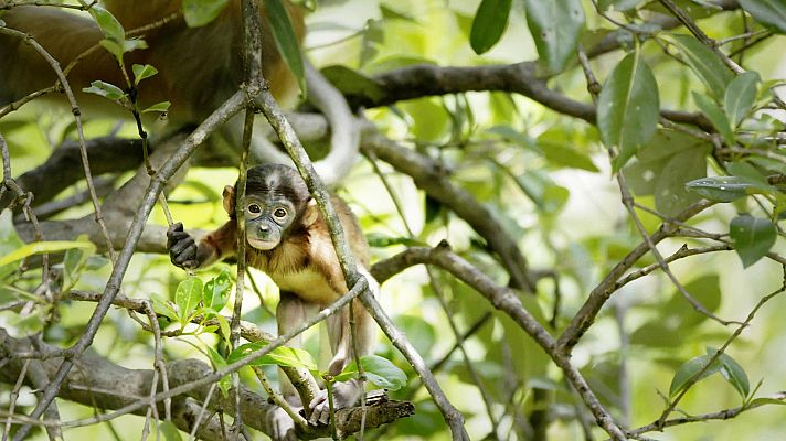 Somos Documentales - Los bosques olvidados de Malasia