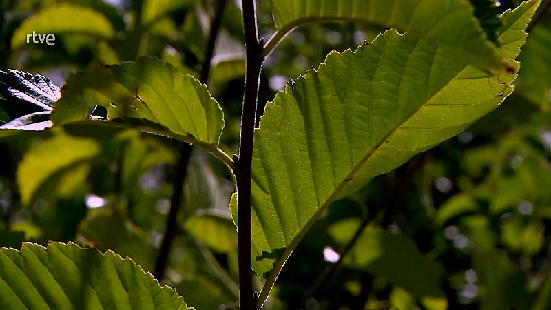 El escarabajo verde - La repoblación del olmo
