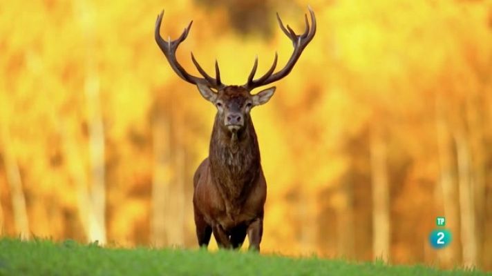 Especials en català - El rei del bosc