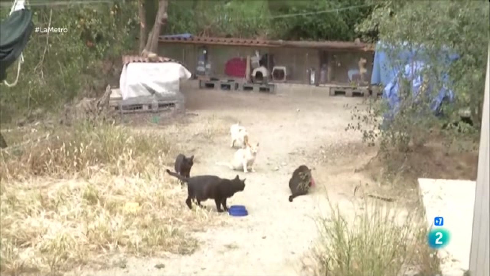 Expliquem la denúncia d'entitats animalistes per la destrucció de colònies de gats a Barcelona, coneixeem el cas de dos joves emprenedors que han tirat endavant el seu projecte amb la Fundació l'Esperança i visitem la masia modernista de Can Negre.