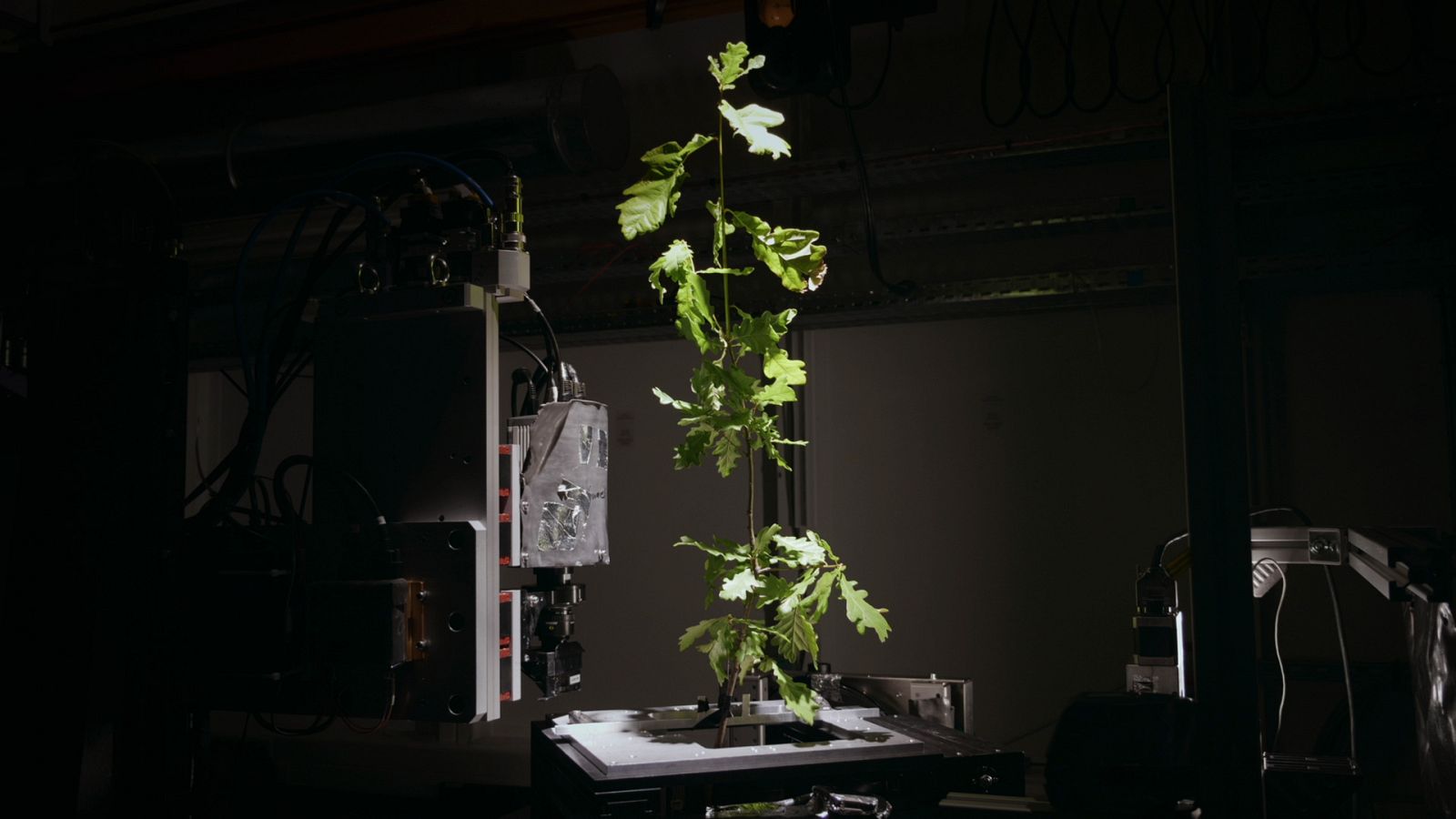 Somos documentales - La genialidad de los árboles - Ver ahora