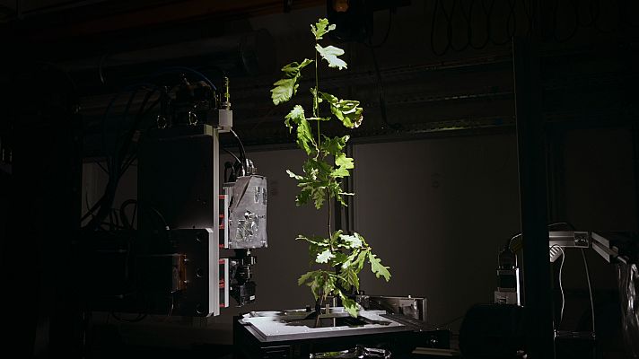 Somos Documentales - La genialidad de los árboles