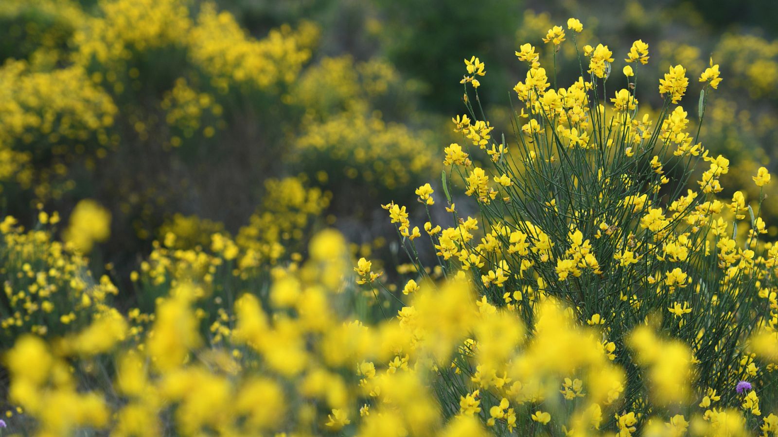 España Directo - Nos vamos hasta Ávila para conocer el Festival del Piorno en Flor
