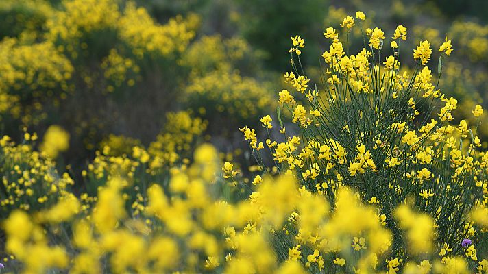 España Directo - Nos vamos hasta Ávila para conocer el Festival del Piorno