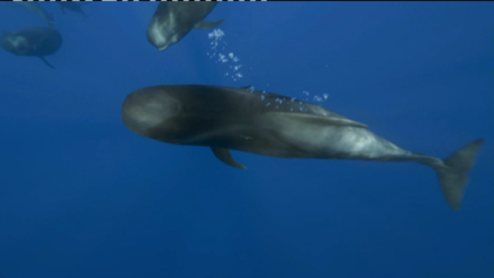 Telecanarias - Telecanarias 2 - 26/05/2021