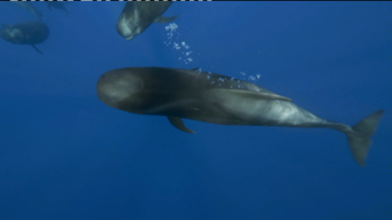 Telecanarias 2 - 26/05/2021 | Ver