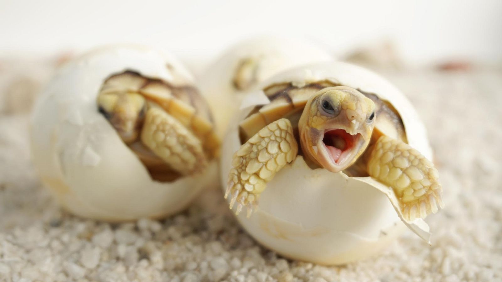 Animales al natural - Tortugas - ver ahora