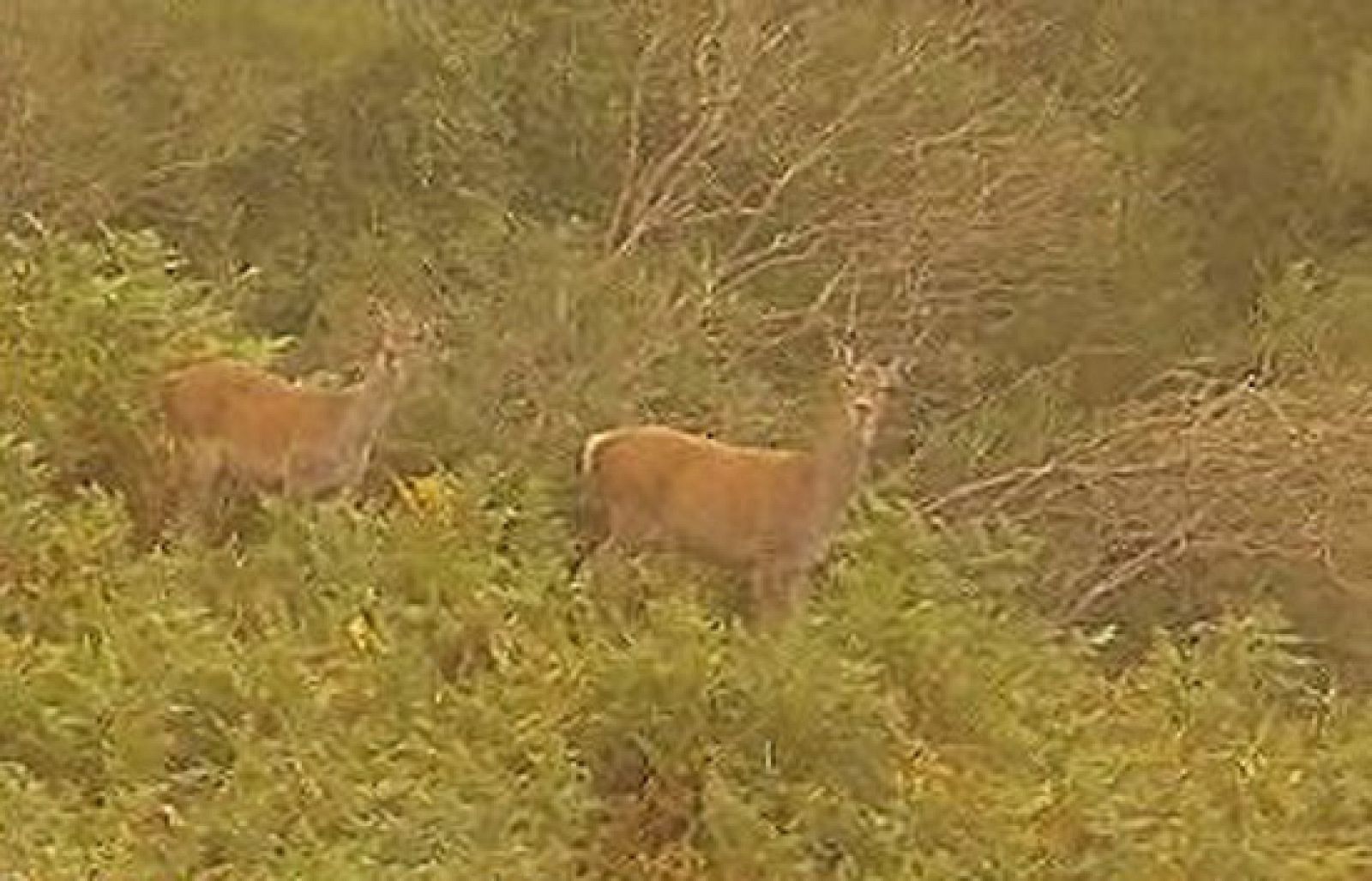 España Directo - Es tiempo de berrea | Ver