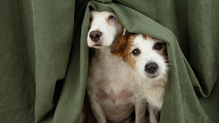 Telediario 1 - Investigadores de varias universidades estudian el impacto del coronavirus en las mascotas