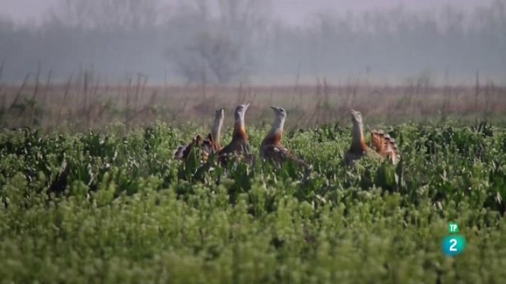 Especials en català - El Kunsag: La vida secreta de la Gran Plana Hongaresa