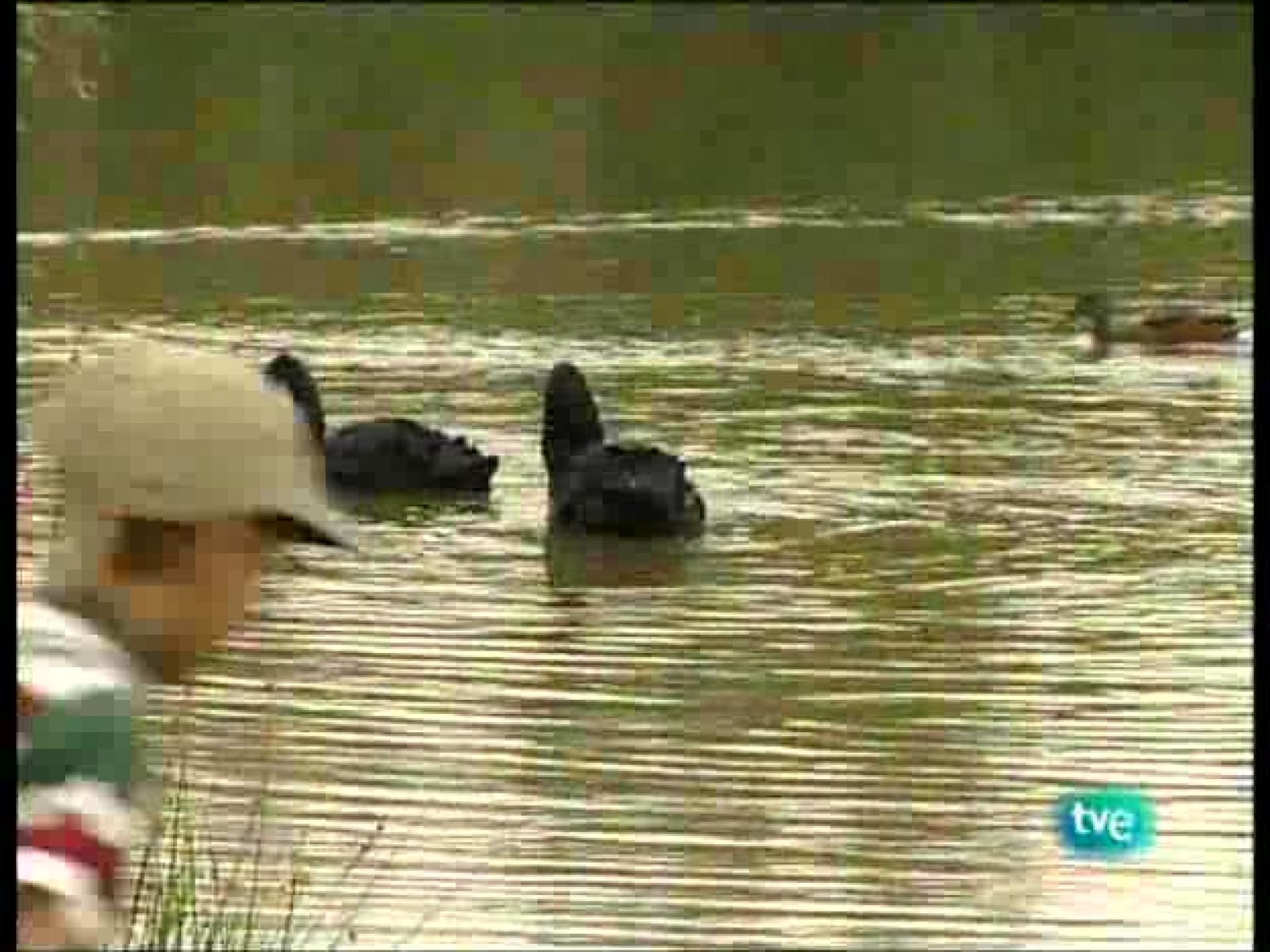 Guardianes de hábitat - La legión verde - Guardianes de hábitat | Ver