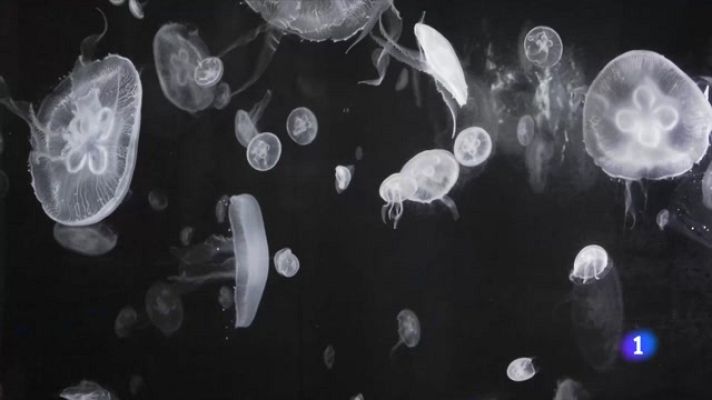 Telediario 1 - Somos agua, instalación de Isabel Muñoz