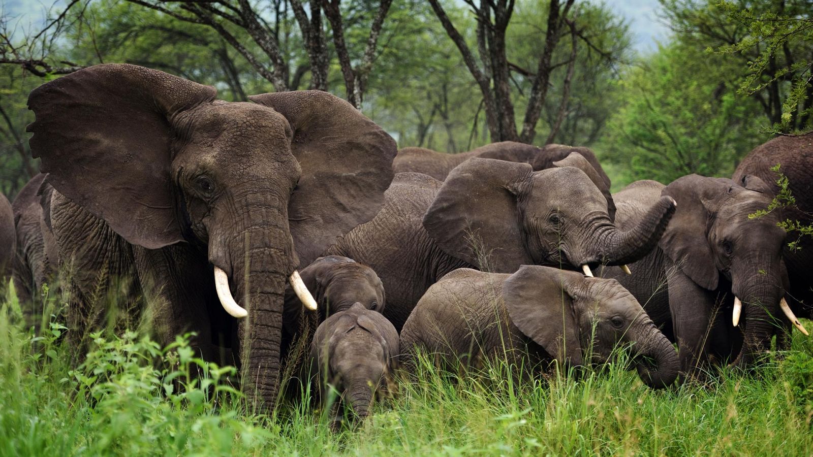 Animales al natural - Elefantes - ver ahora
