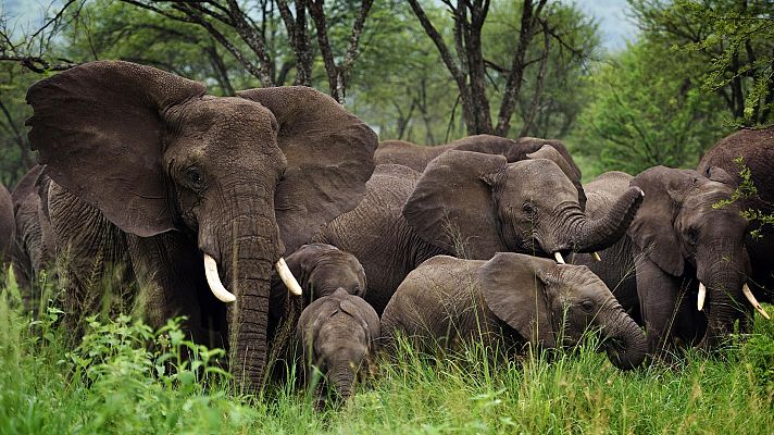 Animales al natural - Elefantes