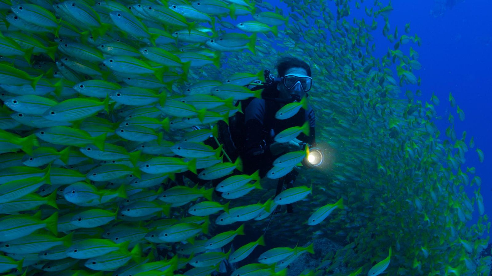 Somos documentales - Planeta perpétuo. Héroes de los océanos - ver ahora