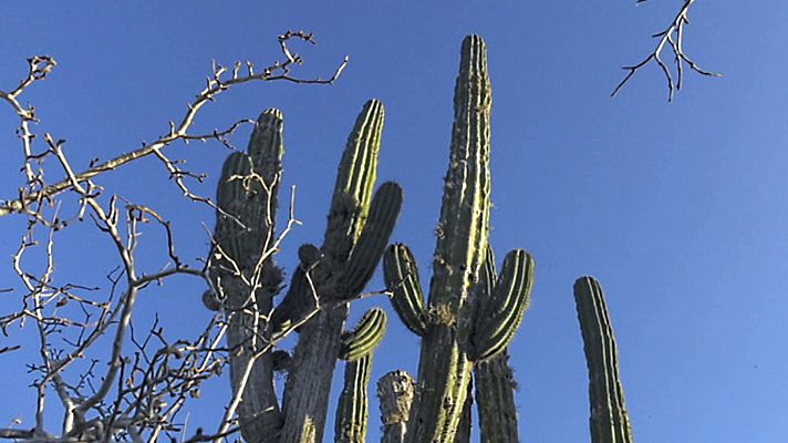 Españoles en el mundo - Baja California