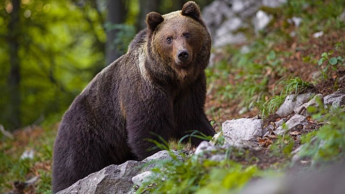 La tarde en 24h - Un oso ataca a una mujer en Asturias mientras paseaba