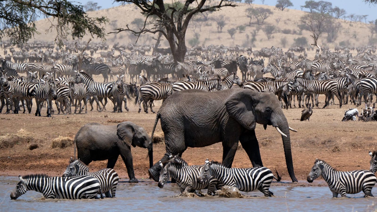 Serengueti - Episodio 4: Infortunio - Ver ahora