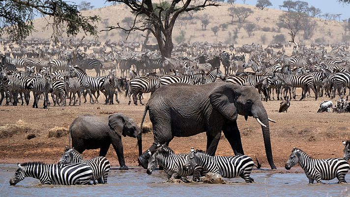 Serengueti - Episodio 4: Infortunio