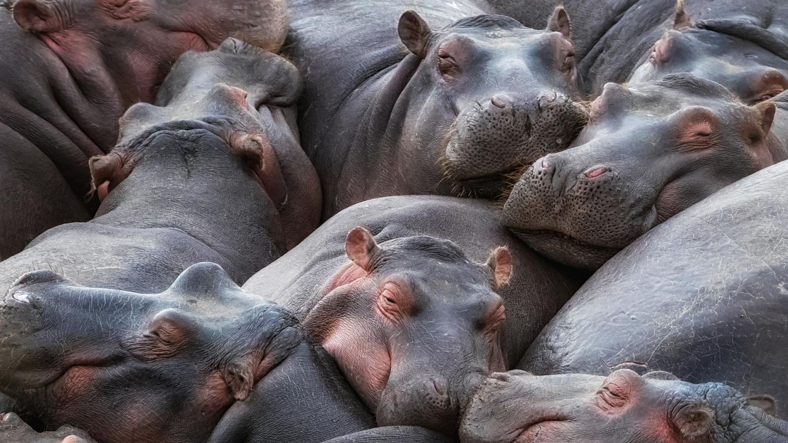 Animales al natural - Hipopótamos y rinocerontes - ver ahora