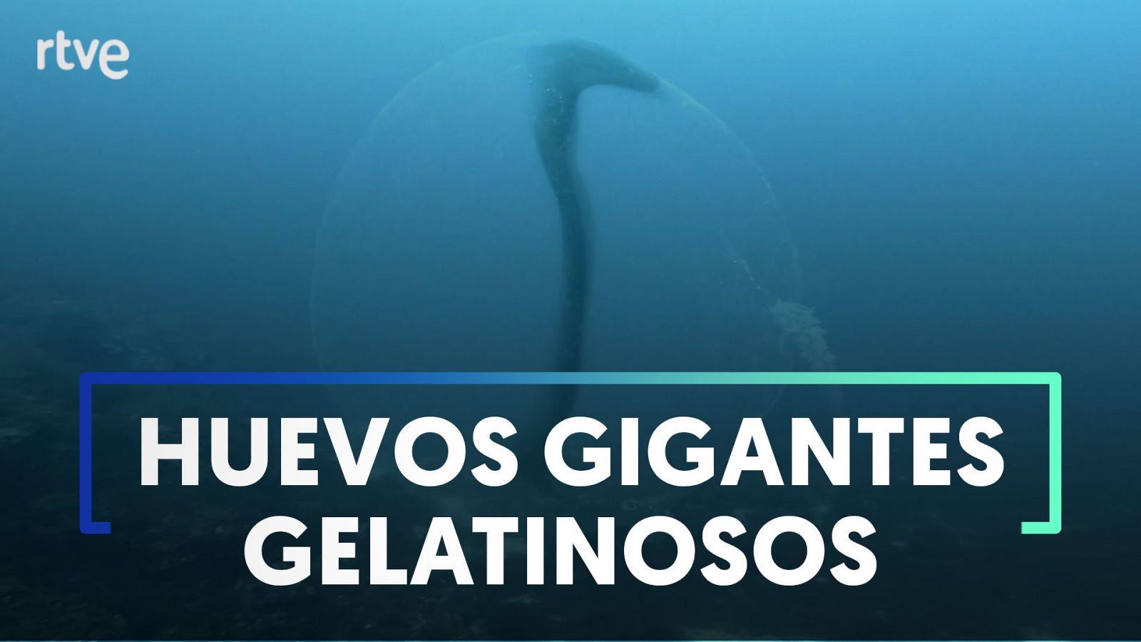 Nuevo hallazgo de "esferas vivas" bajo el mar en Mallorca