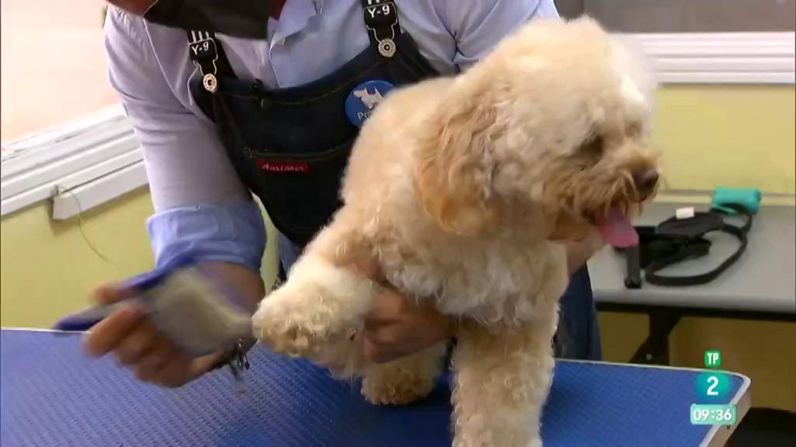 Aquí hay  trabajo - Empleos y mascotas