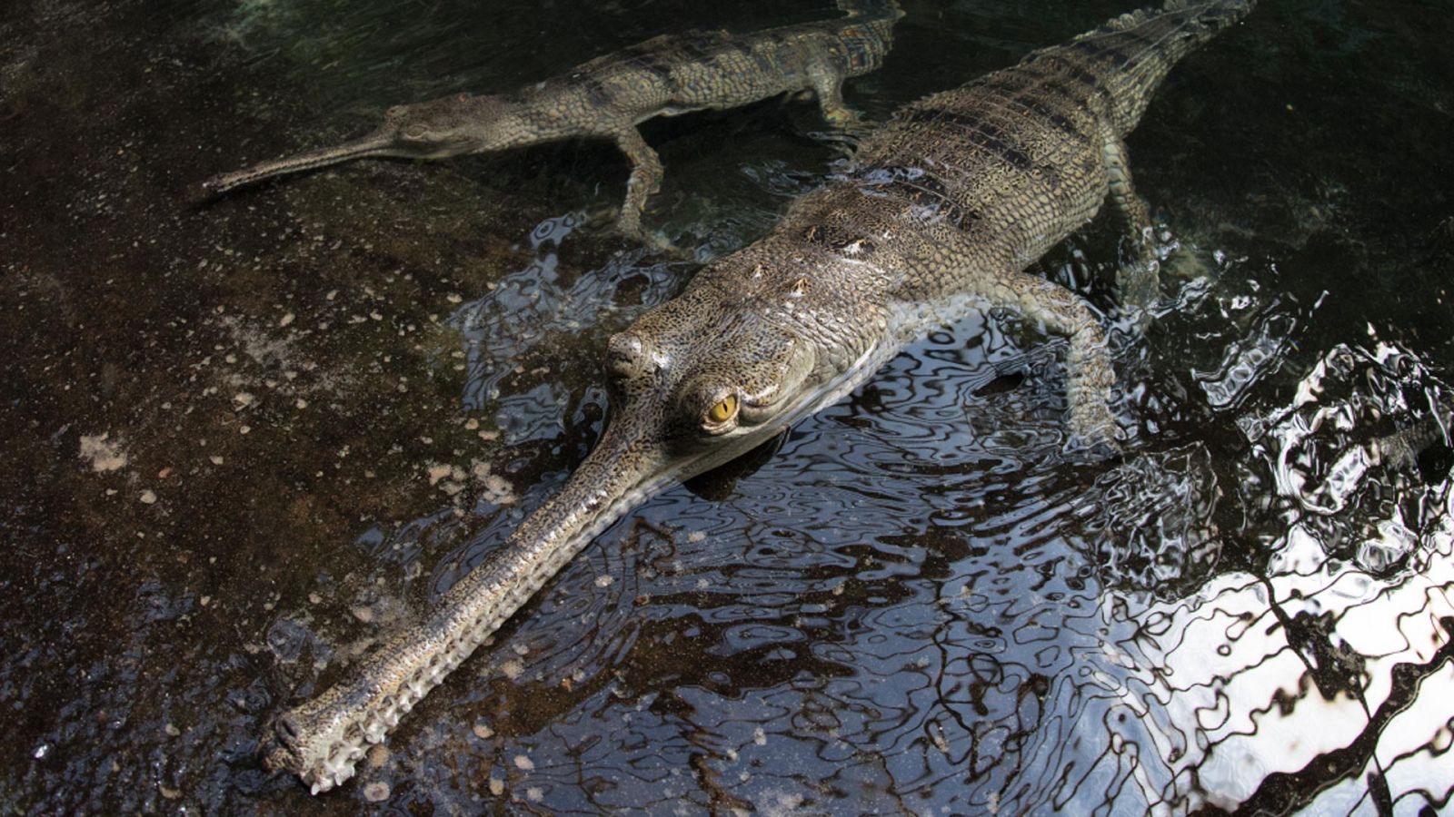 Somos documentales - Dinosaurios Modernos. Los gaviales del Parque nacional de Chitwan - ver ahora