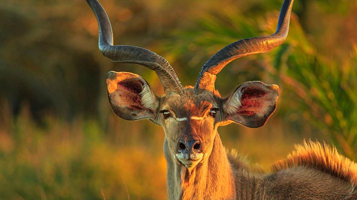 Animales al natural - Antílopes