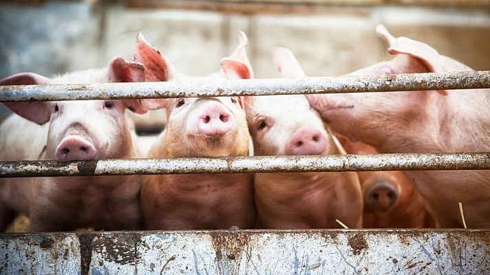 La hora de La 1 - Vecinos en lucha contra las macrogranjas de cerdos