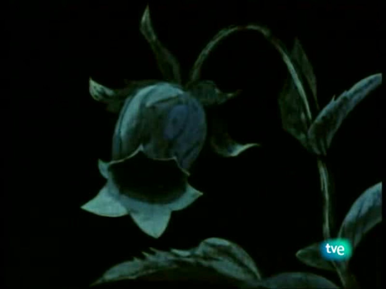 La abeja Maya - La Abeja Maya | Ver