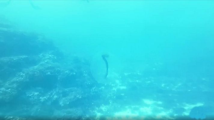 Telediario 1 - Científicos noruegos desvelan el misterio de las esferas gelatinosas avistadas a 50 m de profundidad en aguas de Mallorca