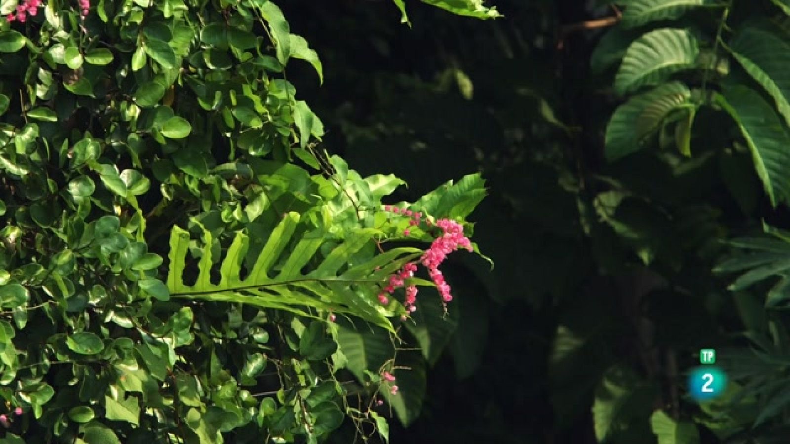 Grans Documentals - Els boscos oblidats de Malàisia