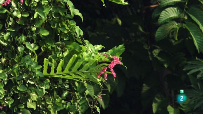 Especials en català - Els boscos oblidats de Malàisia