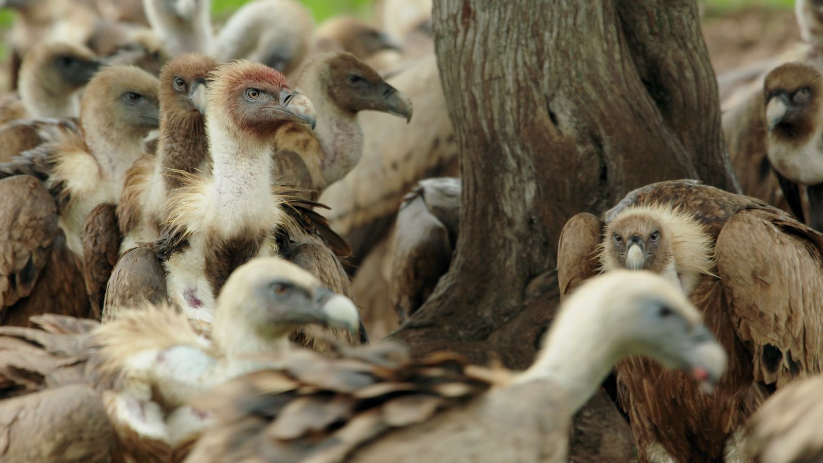 Planeta selva - El bosque mítico, Sabinares - ver ahora