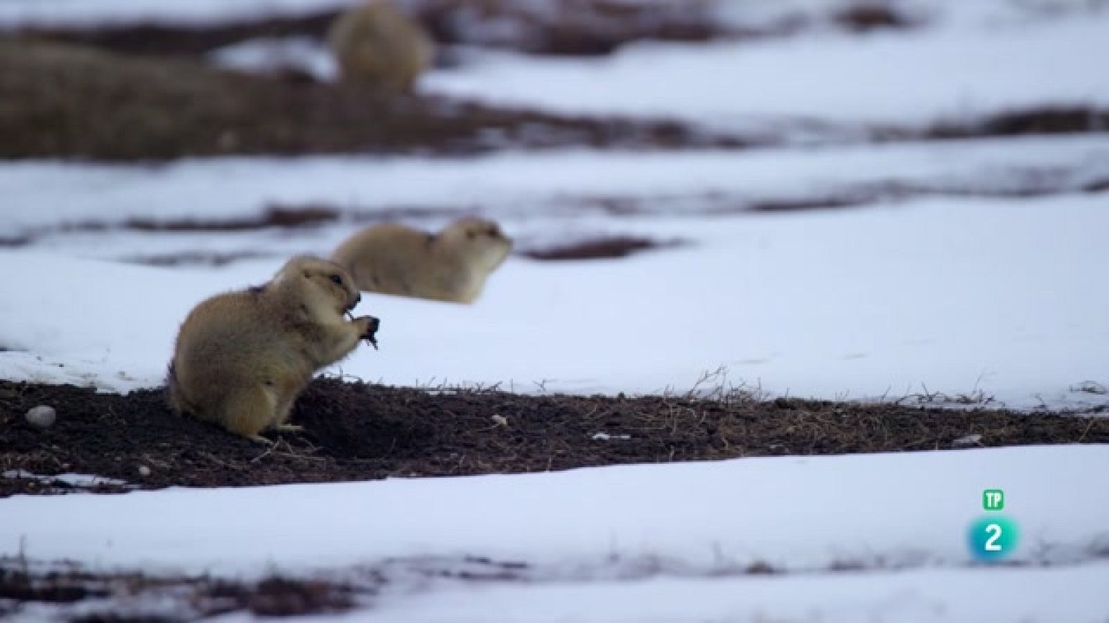 Grans Documentals - Els Badlands. Roca dura: Vides difícils